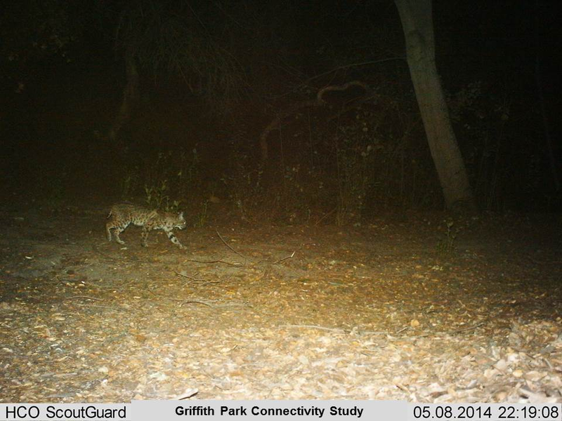 Illustration for article titled Los Angeles's Celebrity Mountain Lion is Recovering from Rat Poison